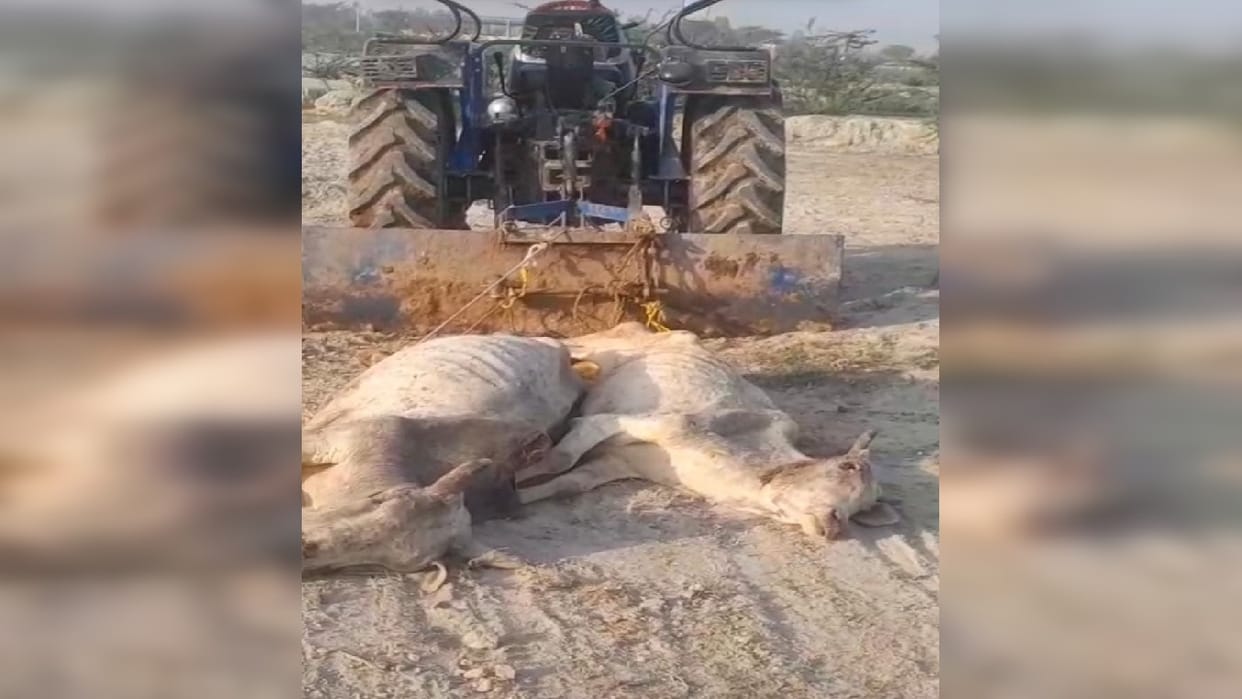 Photos of inhuman treatment of bovine animals go viral in Amroha