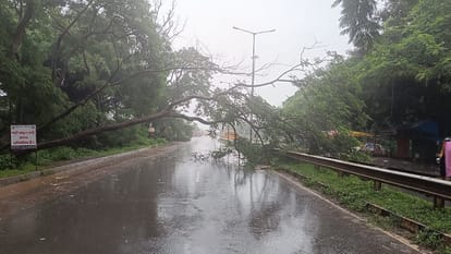 Due to heavy rainfall holiday declared in all schools of Bastar district tree fell in Jagdalpur