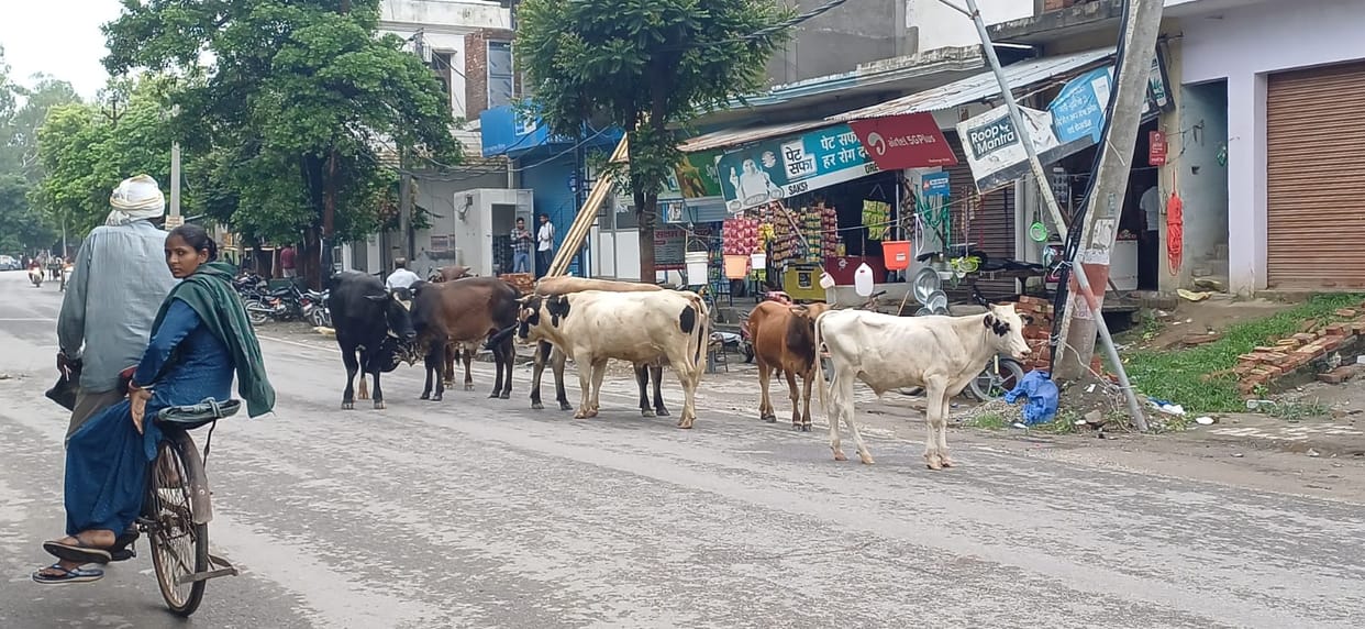 Saharanpur: Stray Cattle Trouble Nakur Town Residents, Fear of Accidents on Busy Roads