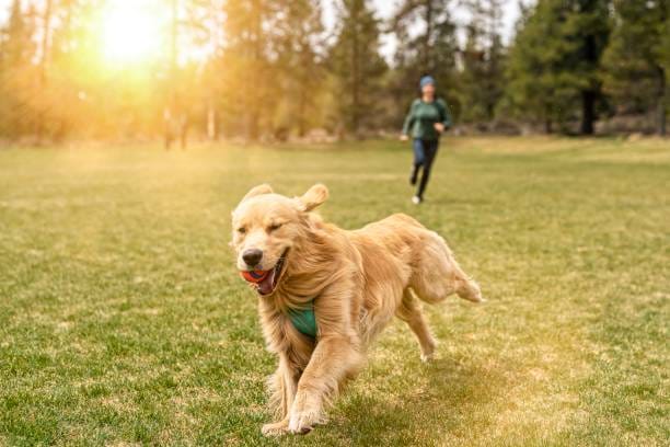 Lucknow: Now unlicensed pet dogs will be searched from house to house and fines will be levied; there are mor