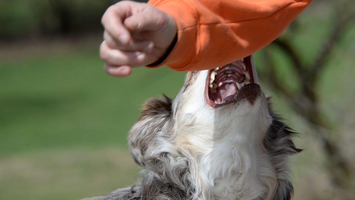 Mason dies after being bitten by dog