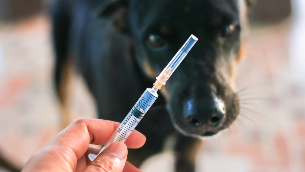 kutte ke katne ka injection rabies infection risk and prevention how effective is rabies vaccine