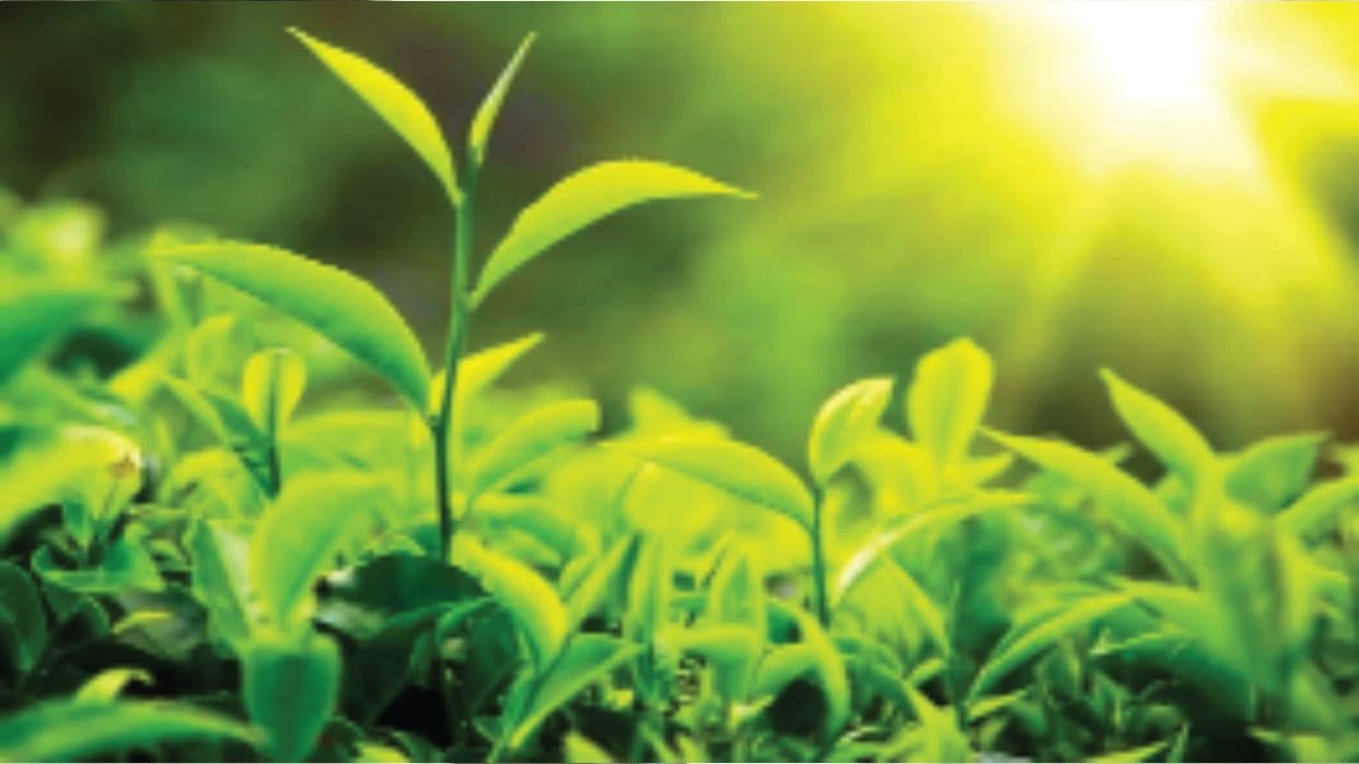 Artificial lighting increased trees green life in urban areas average of three weeks compared to rural areas