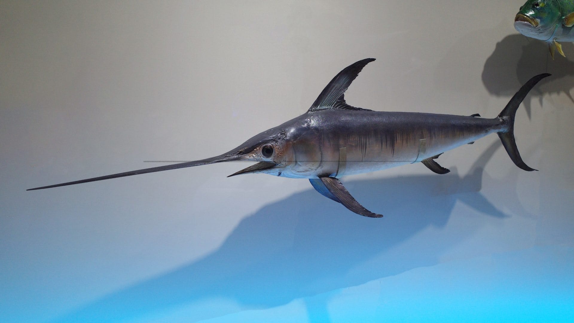 cocaine pollution effects on fish sweden study environmental pollution impact Weird News