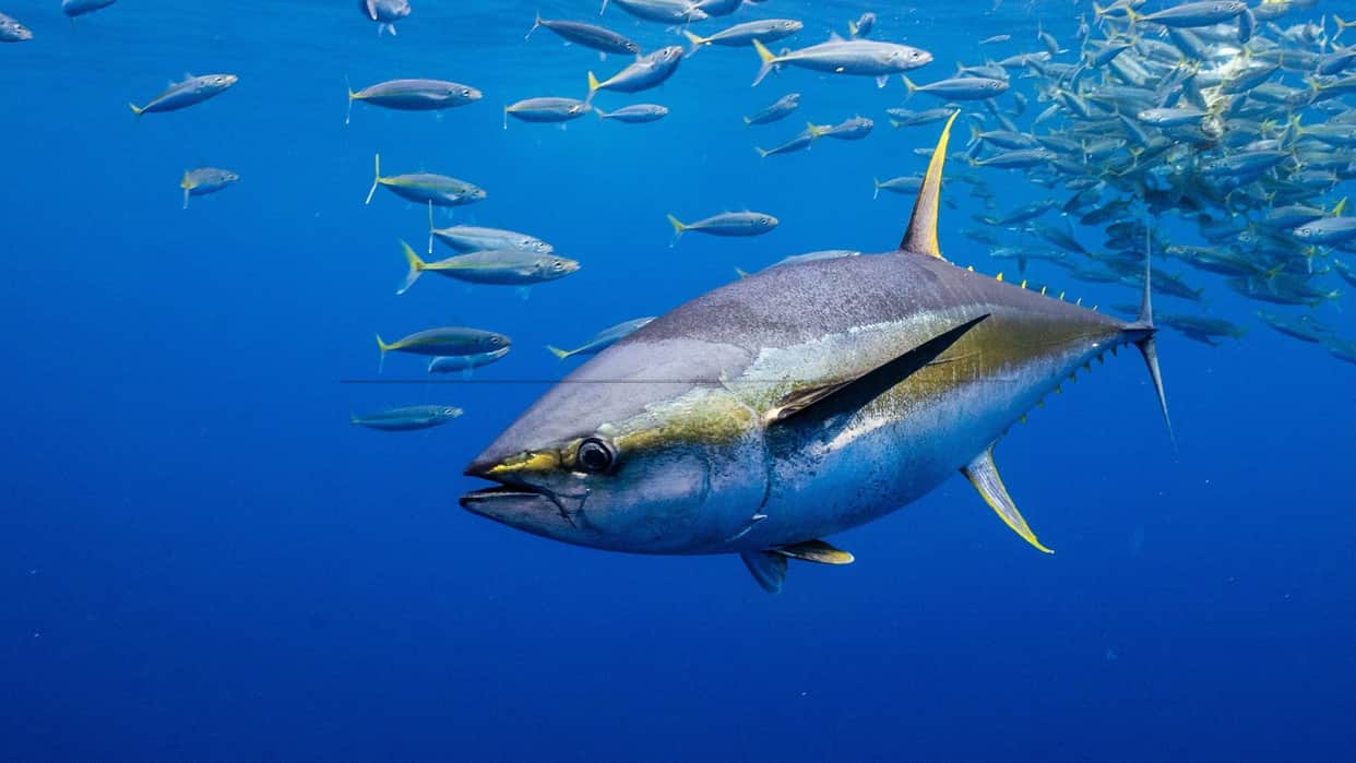 5 Most Expensive Fish in the World duniya ki sabse mahangi machhali ki dekhe list