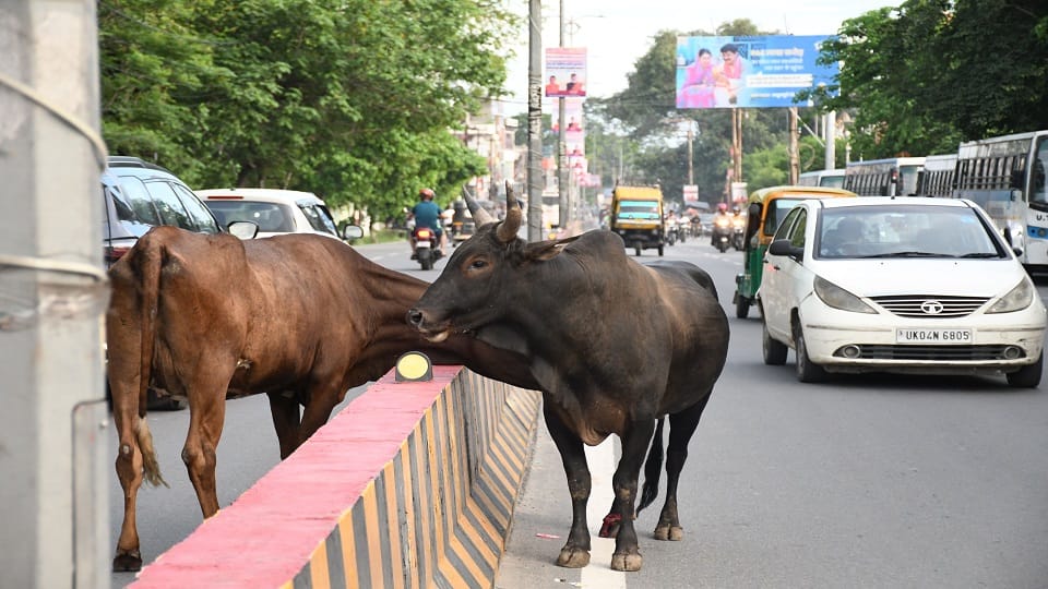 Five people have lost their lives this year due to animals roaming on the streets in haldwani