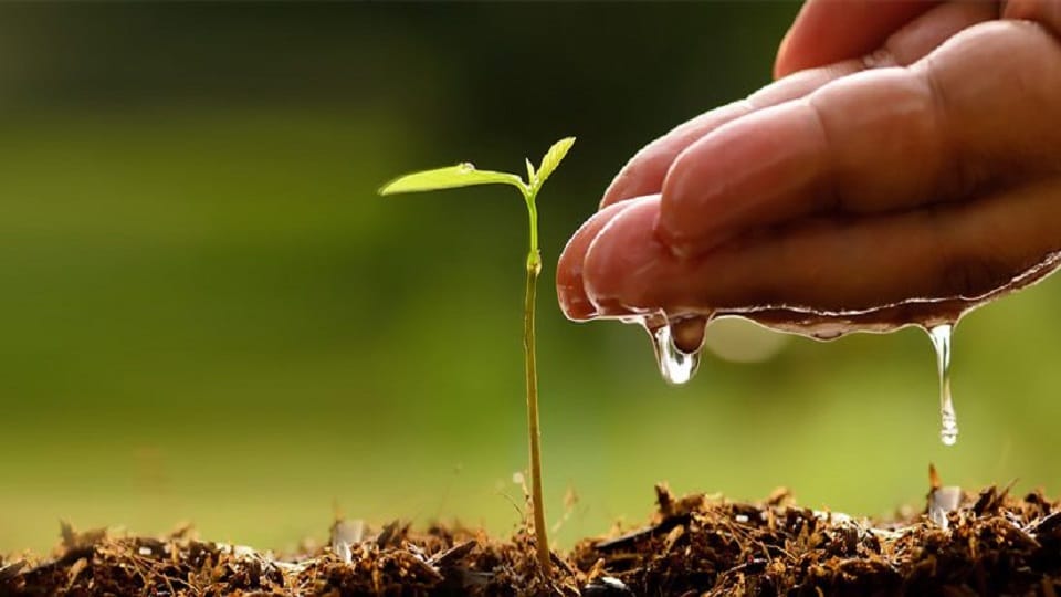 The forest department planted a sapling for Rs 4,608 in haldwani