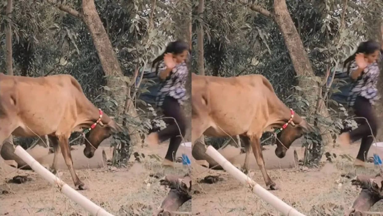 The girl was making a reel by teasing the tied cow then suddenly something happened that taught her a lesson