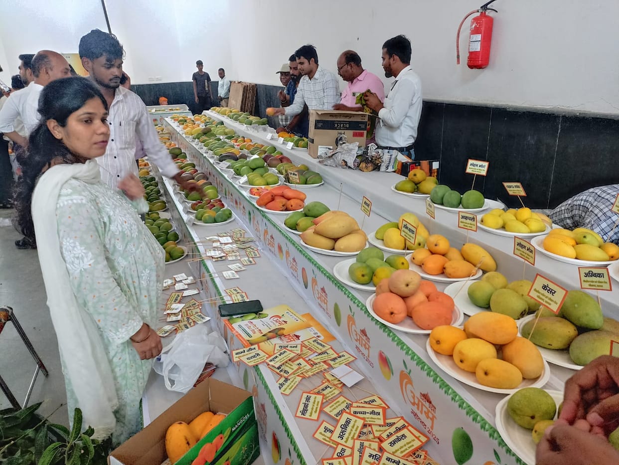 UP: Three-day mango festival in Lucknow from tomorrow, CM Yogi will inaugurate it; more than 100 varieties of