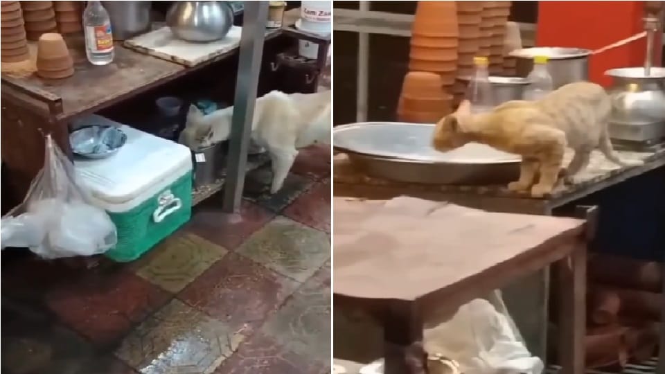 Video dog and cat eating from utensils kept in sweet shop in Bulandshahr goes viral