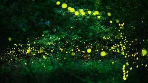 Environment crisis dark side of brightness Less attention to light pollution matter of concern