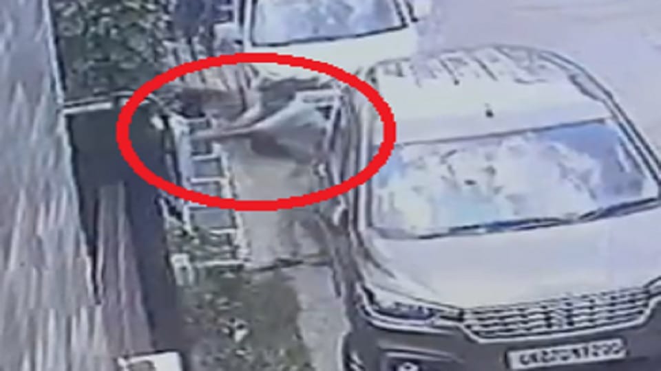 Bijnor: Retired engineer fired five bullets at the dog, kept trying till it stopped breathing, video viral