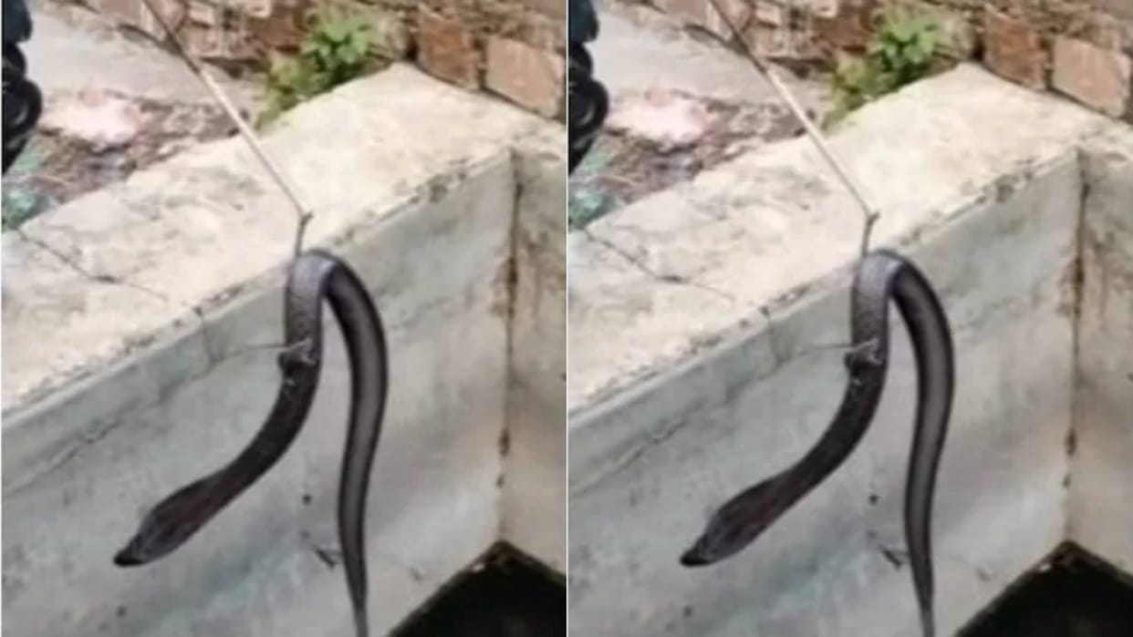 To save its life the rat took the snake help climbed on the snake to get out of the water tank Video Viral