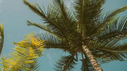 state government announced additional assistance to farmers cultivating palm oil