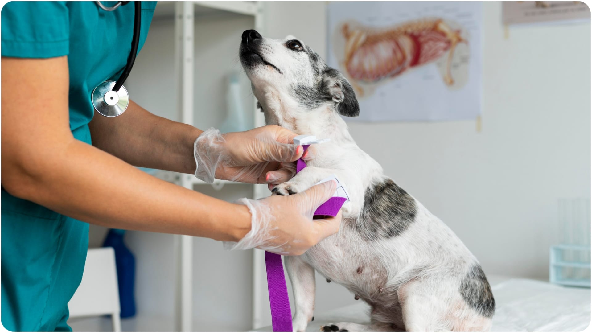 World Rabies Day 2026 myths and facts about rabies in hindi