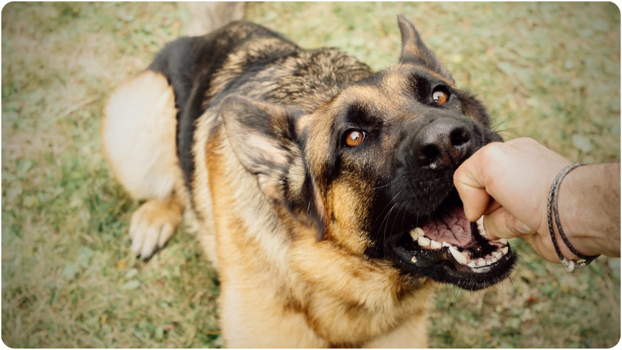 World Rabies Day: Dogs are biting more people in urban areas than in rural areas
