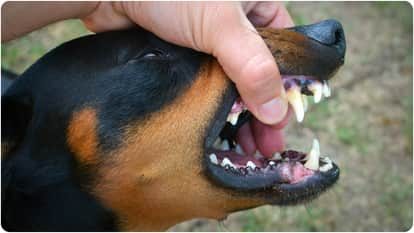 Meerut: Man dies of rabies in Meerut after skipping anti-rabies vaccination