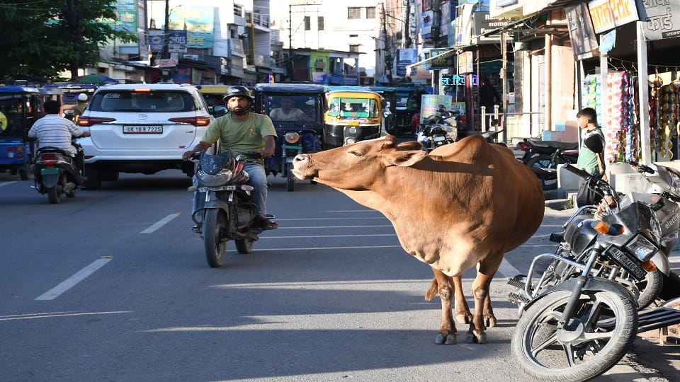 Troubled by stray cattle in haldwani