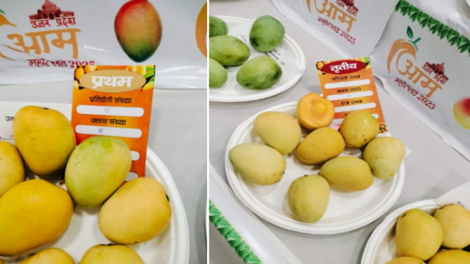 Ratol Mango Shines at Lucknow Mango Festival 2025, Bags Top Three Positions