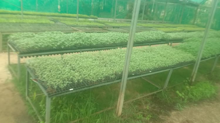 Chhattisgarh: मिनी प्लग टाइप सीडलिंग यूनिट, किसानों के लिए गुणवत्तायुक्त पौधों का नया समाधान