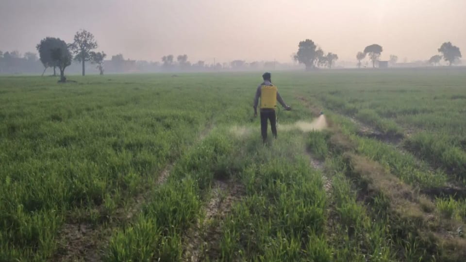 Baghpat News: Expired Fertilizer Distributed to Win Village Election in Baghpat, 30 Bottles Seized
