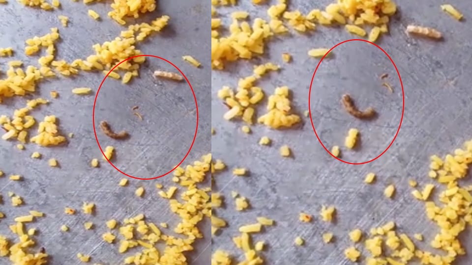 Students created ruckus over worms in Khichdi, refused to eat it