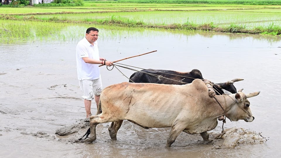 Uttarakhand CM Pushkar Singh Dhami Ploughs Field And Plants Paddy in Khatima Photos