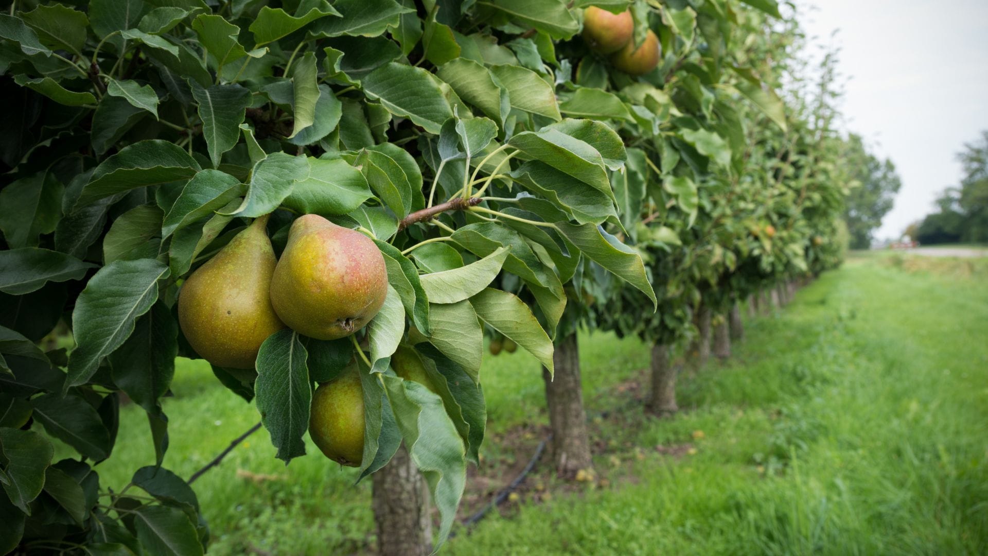 Pears Health Benefits Check Four Impacts Of Eating Pear Fruit Nashpati Khane Ke Fayde
