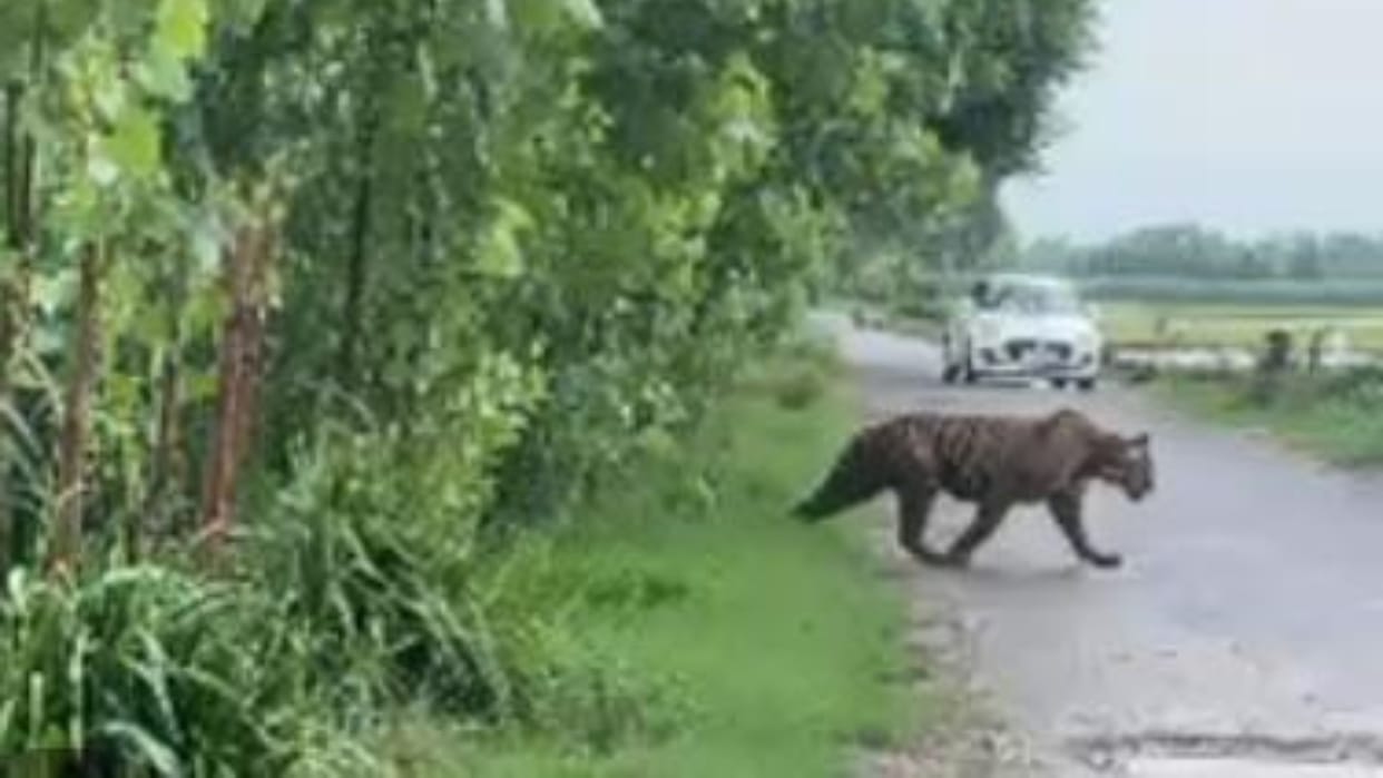 Tiger reached near the population roaming on the road in Pilibhit