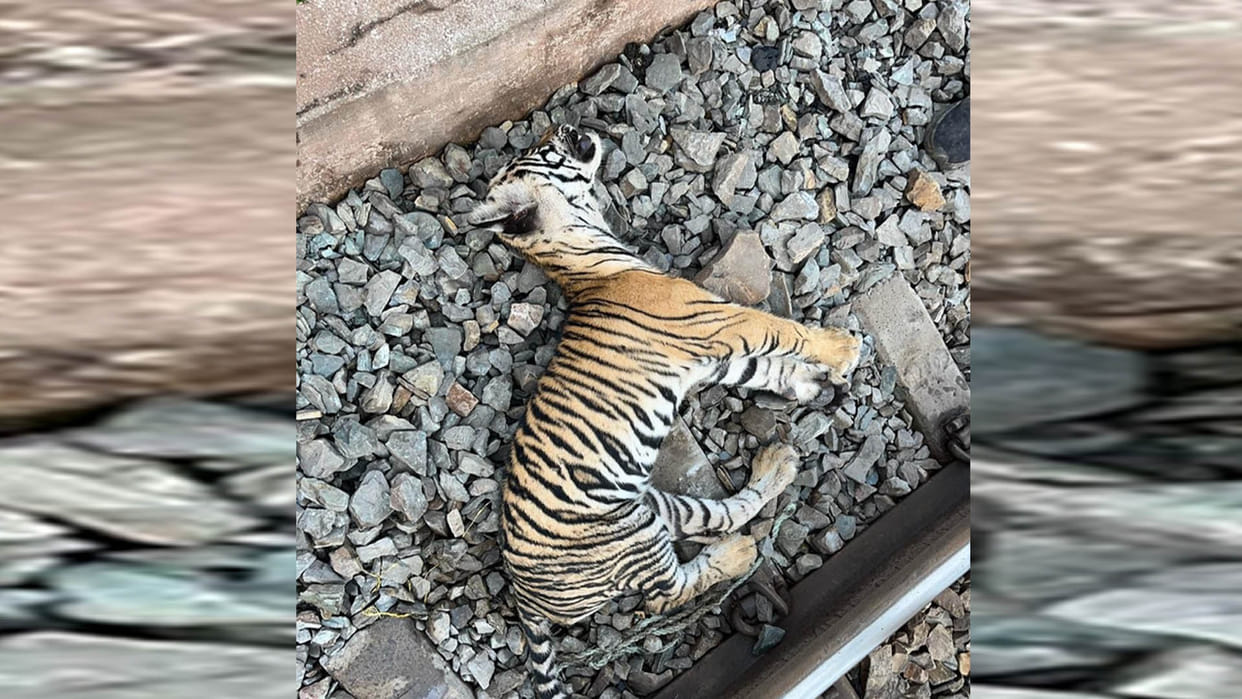 Chitrakoot: Five-month-old tiger cub dies after being hit by a train