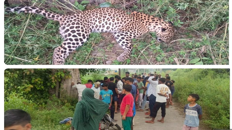 Shamli: Dead body of a female leopard found in the field, tail was scorched