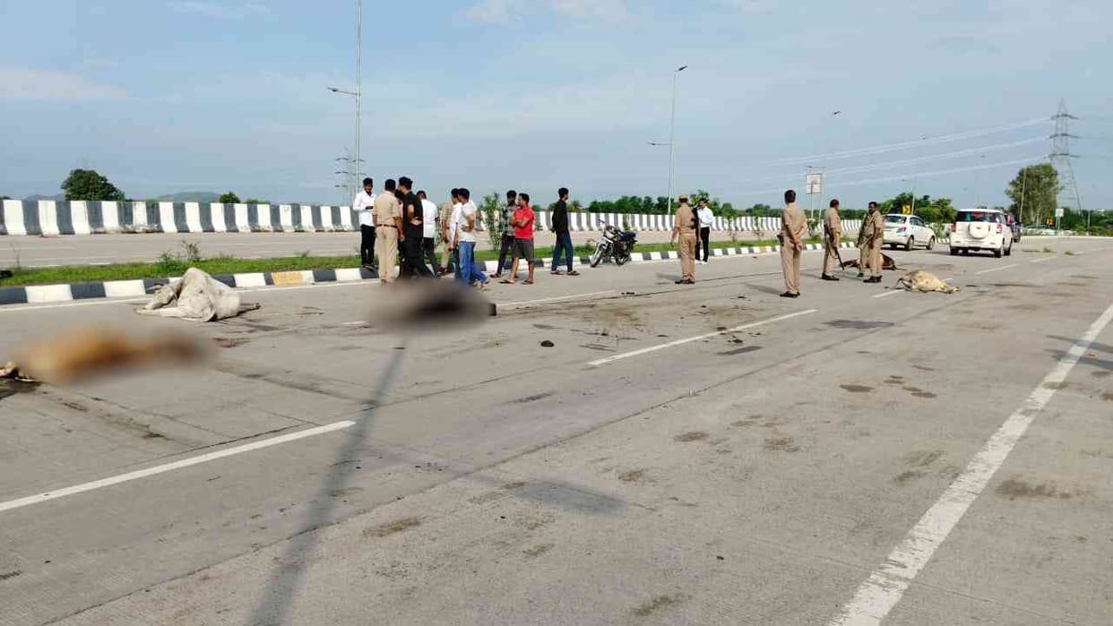 Seven cows died due to collision with an unknown vehicle on Jhansi Highway