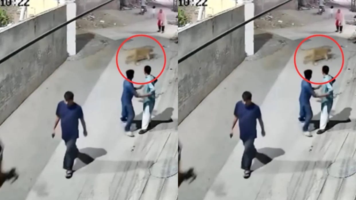 A lioness suddenly jumped across the wall and attacked a woman there was chaos all around Video Viral