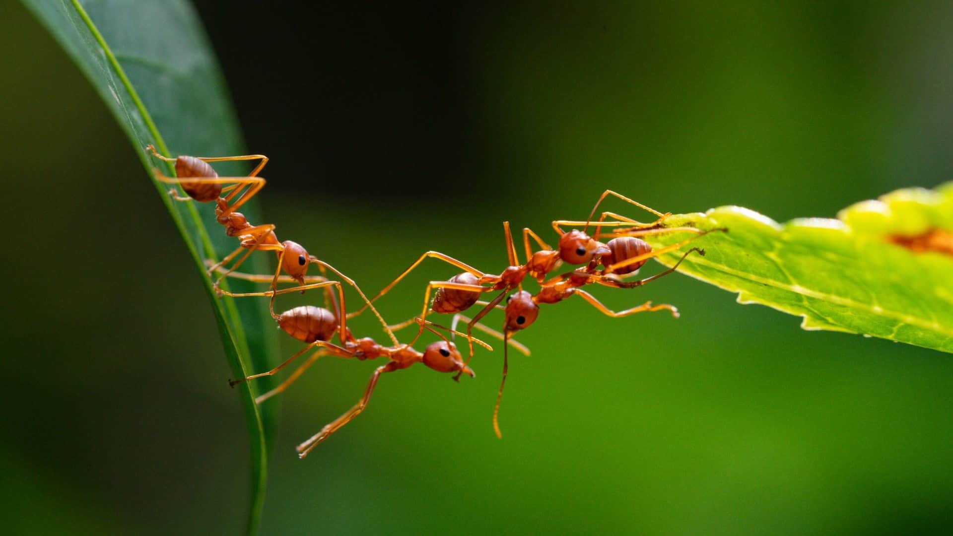 Why do ants walk in straight line Know reason in Hindi chitiya ek line mein kyun chalti hai jaane karan