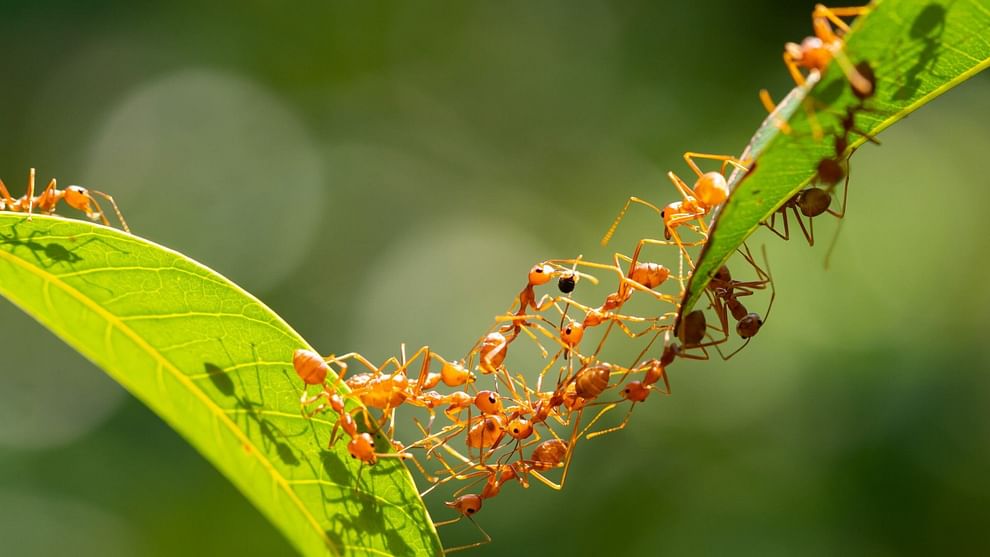 Why do ants walk in straight line Know reason in Hindi chitiya ek line mein kyun chalti hai jaane karan