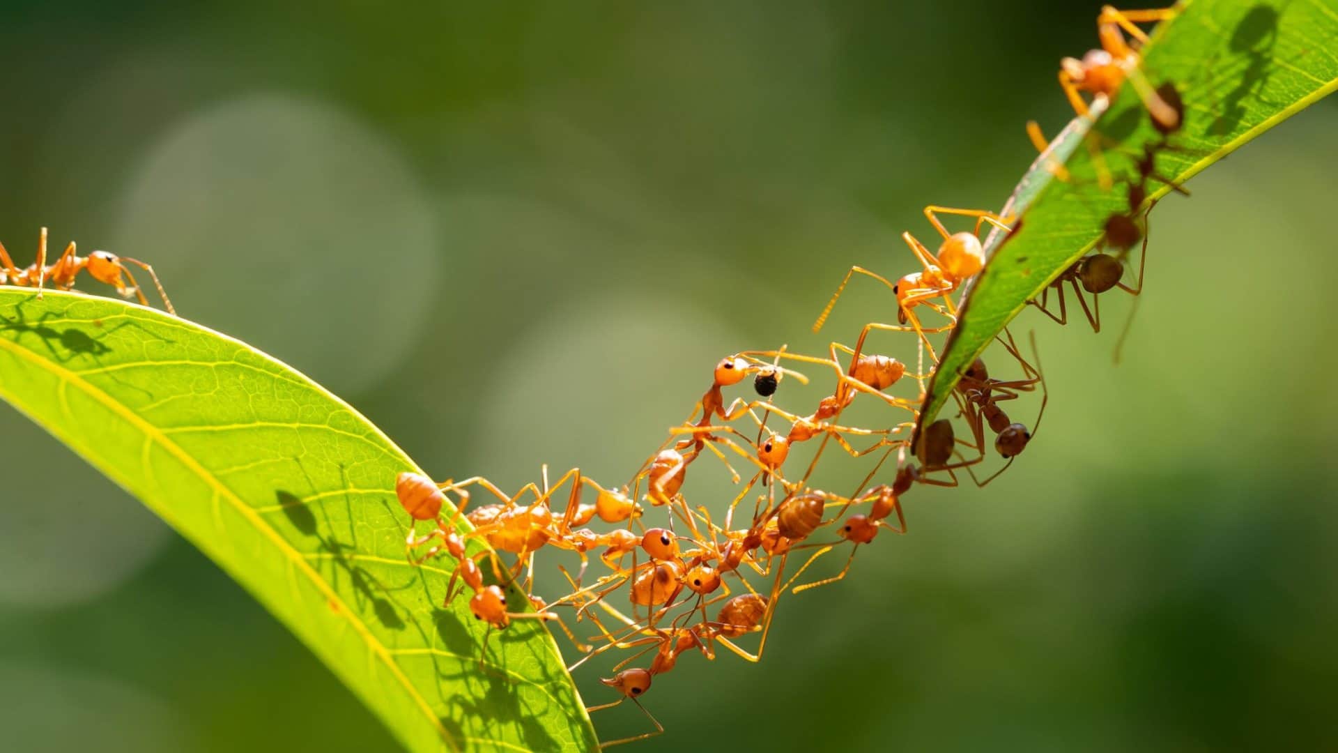 दुनिया का सबसे बड़ा आईलैंड, जहां नहीं हैं एक भी चींटी
