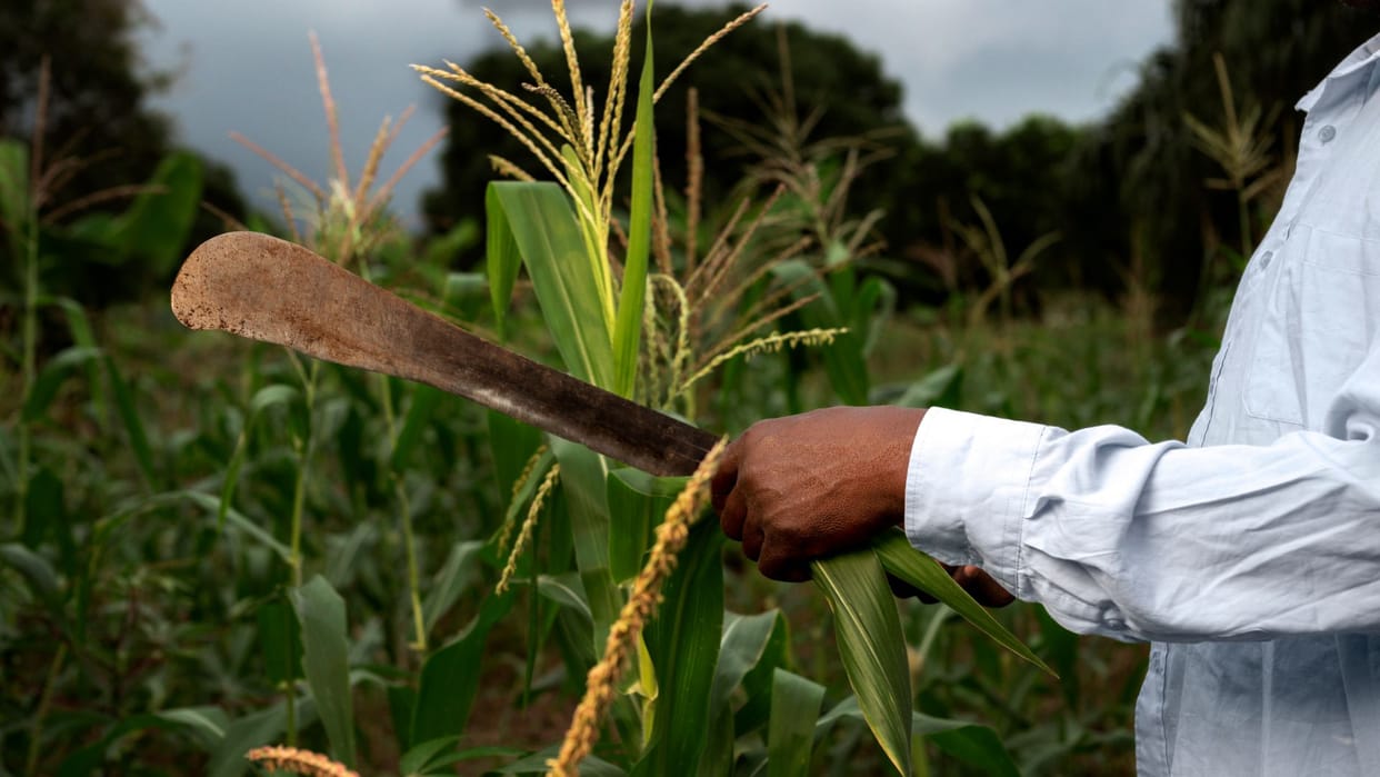 Bumper crop increased income in villages, better economic conditions expected after one year