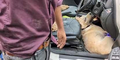 कुत्ते की हालत बिगड़ी