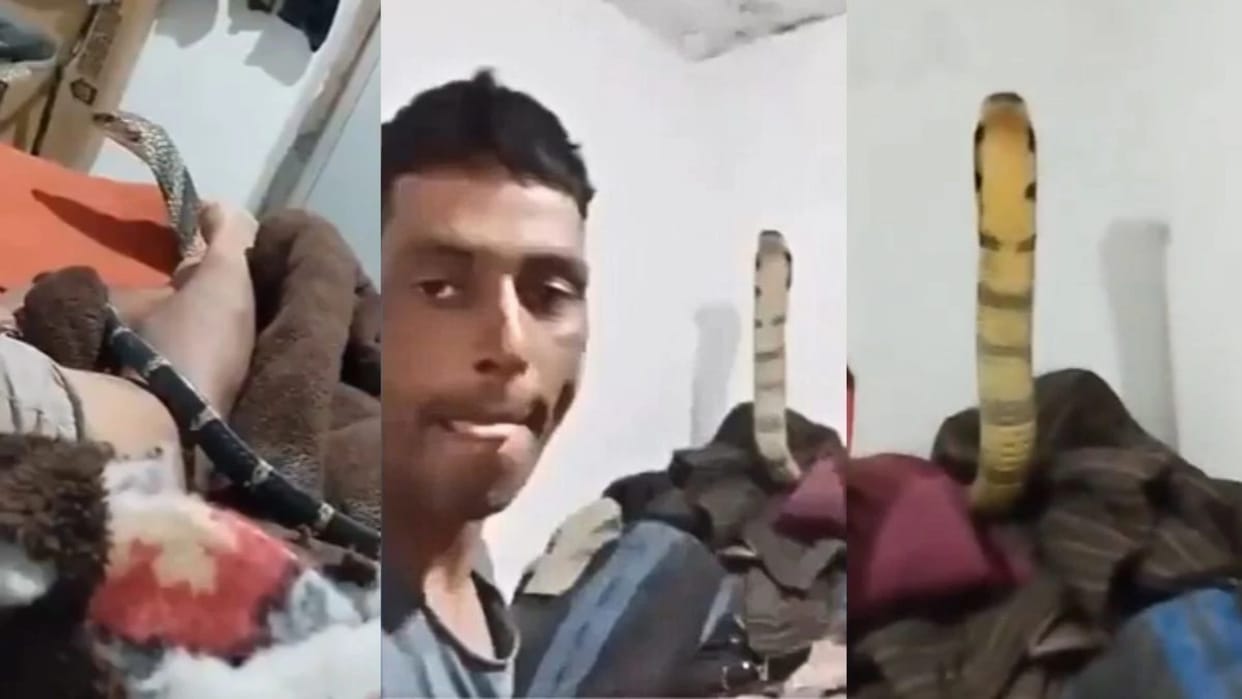 king cobra crawled over man feet lying in room then spread its hood horrifying video goes viral