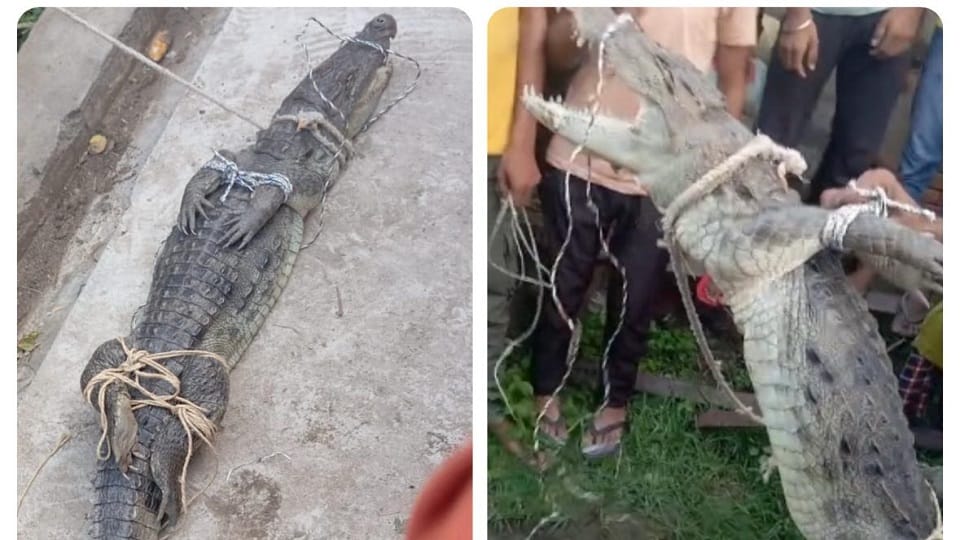 Bijnor: Crocodile entered the house after coming out of the pond, people caught him, tied his hands and mouth