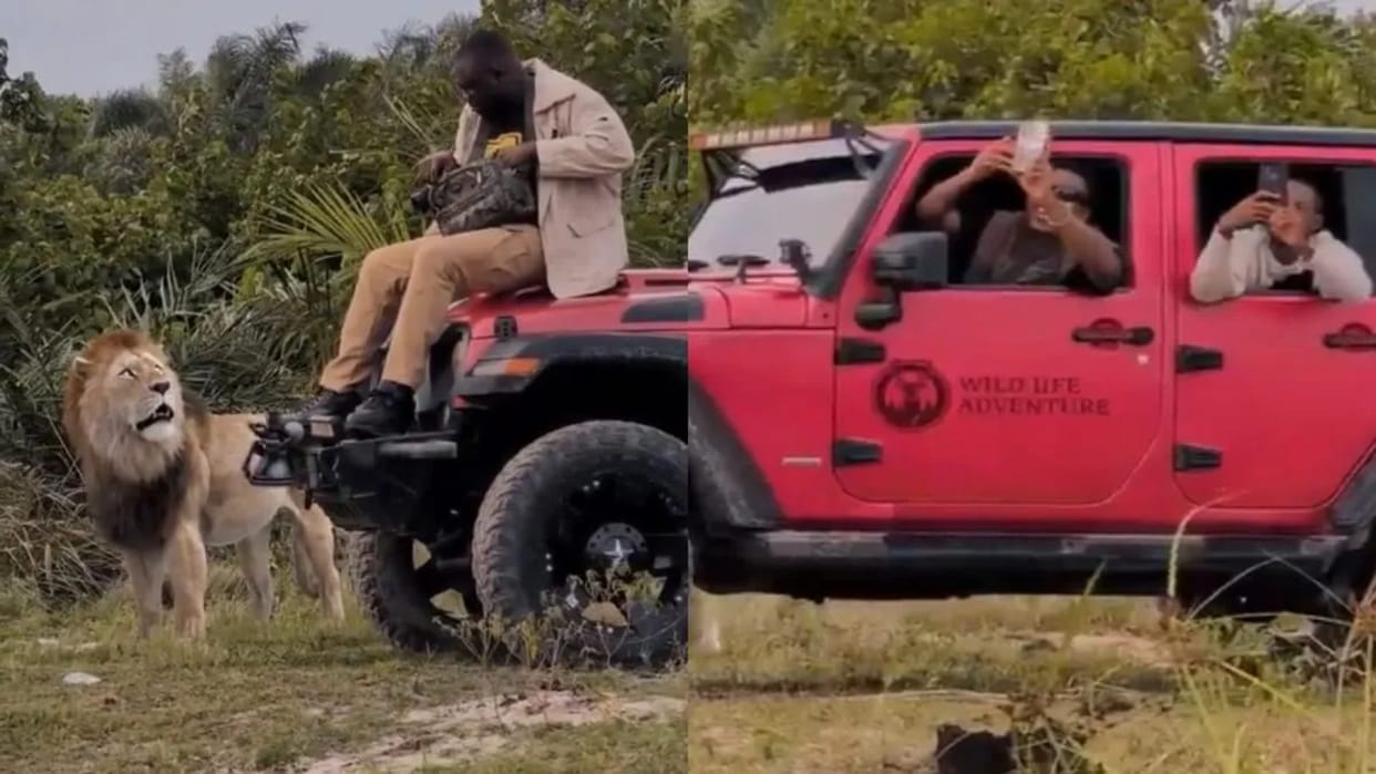 Safari Tourist Enjoying On Vehicle Bonnet Lion Comes Suddenly Video Goes Viral