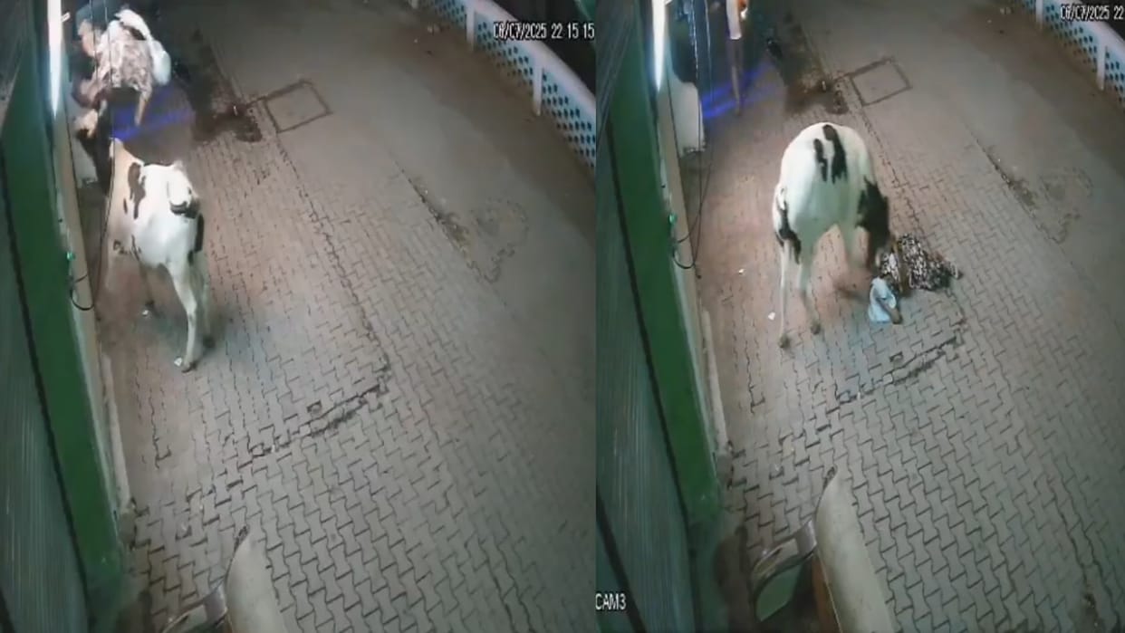 sambhal district of uttar pradesh viral video a bull attacked a woman walking on the road