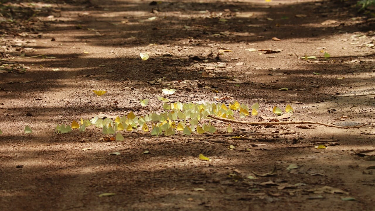 More than 125 new species of butterflies found in Dudhwa National Park