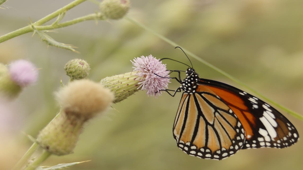 More than 125 new species of butterflies found in Dudhwa National Park