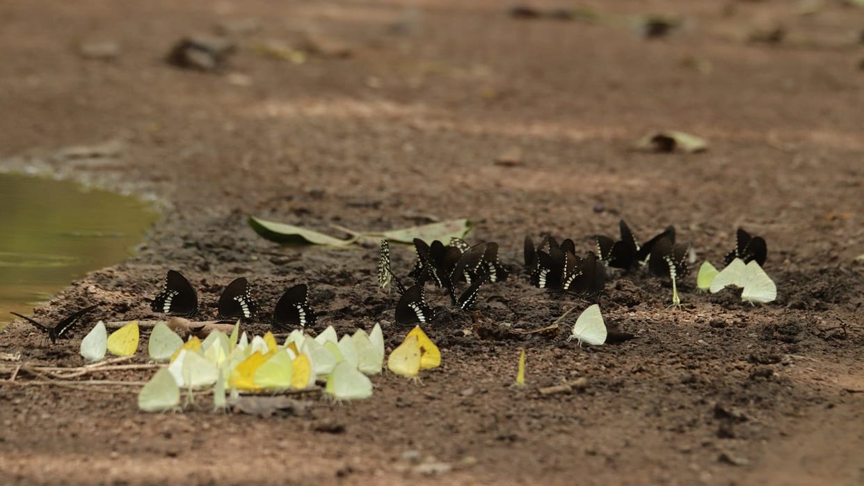 More than 125 new species of butterflies found in Dudhwa National Park
