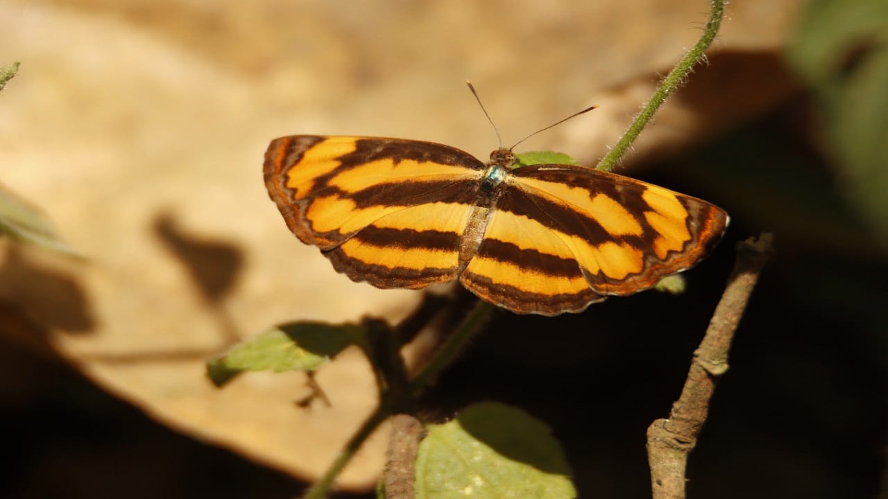 More than 125 new species of butterflies found in Dudhwa National Park