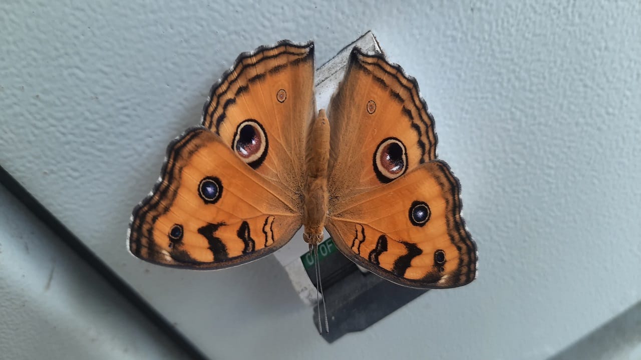More than 125 new species of butterflies found in Dudhwa National Park