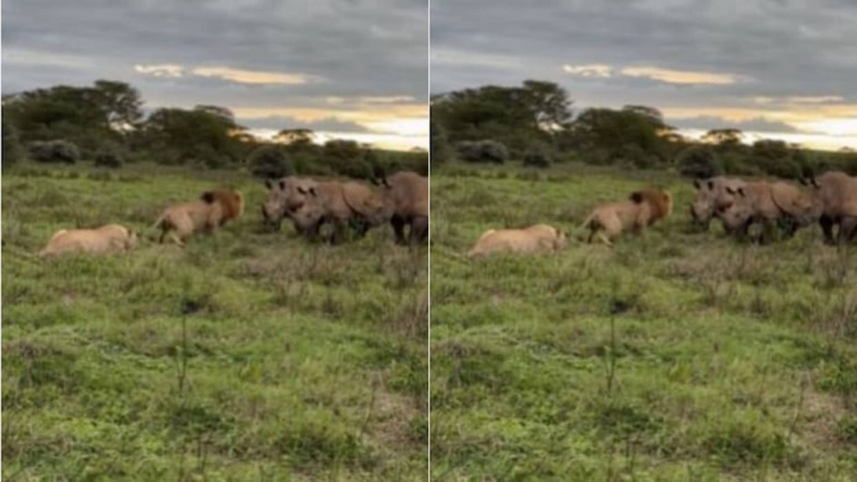 The lion was proud of his strength and thought he was a king then the rhinos thrashed him so badly Video Viral