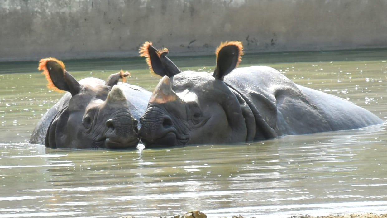 Gorakhpur Zoo opened after 55 days, lion's roar thrilled people - people visited a lot