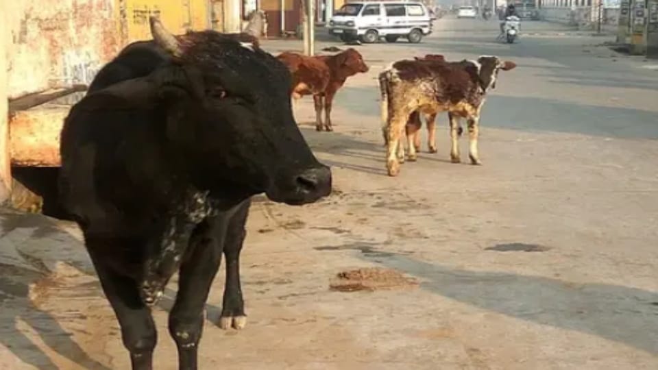 Meerut: Constable Dies After Stray Cow Hits Bike, Injured While Going on Duty to Juvenile Home